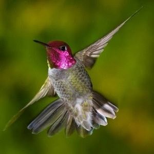 Meet your Posher, Angelina